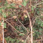 Arctium minus Habitatea