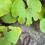 Sanguinaria canadensis Foglia