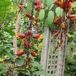 Thunbergia mysorensis Flower