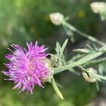 Centaurea deusta 花