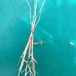 Eragrostis barrelieri Vekstform