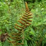 Polystichum acrostichoides Fruit