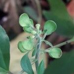 Scutellaria purpurascens Fiore