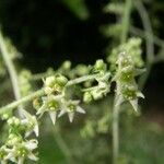 Sicydium tamnifolium Floare