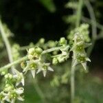 Sicydium tamnifolium Flower