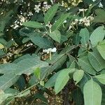 Wrightia arborea 葉