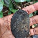 Tessmannia anomala Fruto