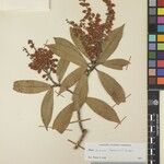 Pieris formosa Mosusu