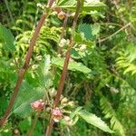 Scrophularia trifoliata Fula