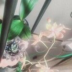 Phalaenopsis × singuliflora Cvet