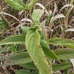 Teucrium canadense Foglia