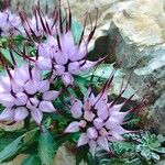 Physoplexis comosa 花