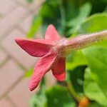 Nicotiana alata പുഷ്പം