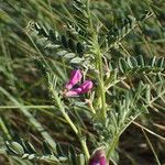 Vicia monantha Flower
