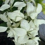 Mussaenda philippicaപുഷ്പം