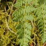 Woodsia ilvensis برگ