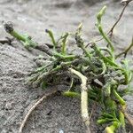 Salicornia europaea Blatt