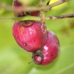 Syzygium cymosum Fruit