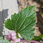 Phlomoides tuberosa Φύλλο