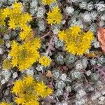 Sedum spathulifolium List