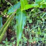Commelina benghalensis Blatt