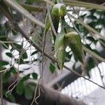 Tillandsia pohliana MezFlor