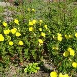 Oenothera tetragona 花