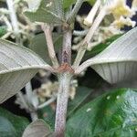 Arachnothryx buddleioides Άλλα