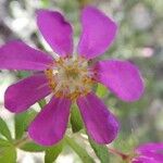 Bauera rubioides Flower