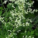 Artemisia lactiflora Corteza