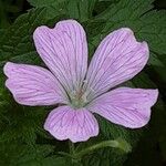 Geranium endressii Blomst