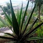 Furcraea selloana List