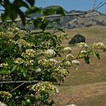 Viburnum ellipticum Habit