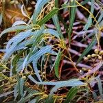 Corymbia citriodora List