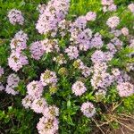 Thymus longicaulis 形態