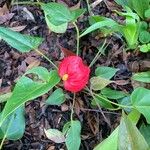 Anthurium scherzerianum花