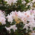Rhododendron maximum आदत