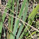 Aristea abyssinica Leaf