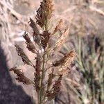 Sporobolus pungens Fruit