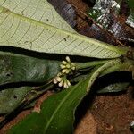 Psychotria konguensis Çiçek