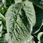 Angelica atropurpurea Leaf