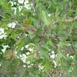 Crataegus azarolus Leaf