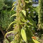 Echium strictum Листок