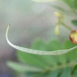 Senna skinneri Fruit