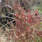 Salicornia europaea برگ