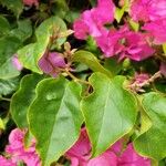 Bougainvillea spectabilisFolha