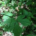 Ranunculus recurvatus Leaf