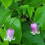 Clematis viorna Floare