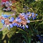 Salvia uliginosa Λουλούδι
