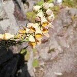 Digitalis ferruginea Flor